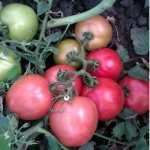 Помидор Видимо не видимо (1шт.)