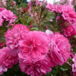 Саджанці троянди грунтопокрівельна Кнірпс (Розова махрова) клас А (8шт) (1шт.)