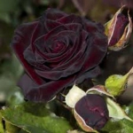 Витка троянда Чорна королева ПРЕМІУМ (1шт.)