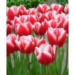 Тюльпан  Leen van der Mark триумф луковица (1шт.)