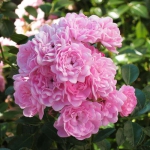 Штамбова троянда Рожева rabatowa ук (1шт.)