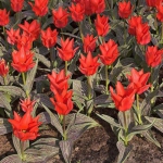 Тюльпан Ali Baba Грейга луковица (1шт.)