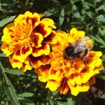 Чорнобривці Спрей Петіт (1шт.)