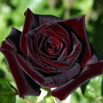 Чайно-гібридна троянда Блек Баккара (1шт.)