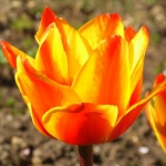 Тюльпан  Cape Code Грейга луковица (1шт.)