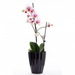 Кашпо для орхідей Ромашка жовтий (1шт.)