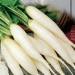 Редька Ерли Лонг Вайт (1шт.)
