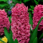 Гиацинт  Anna Liza 14/15 (1шт.)