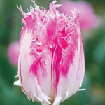 Тюльпан Huis ten Bosce Бахромчатый (1шт.)