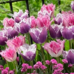 Тюльпан Huis ten Bosce Бахромчатый (1шт.)