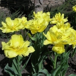 Тюльпан  Monte Carlo махровий цибулина (1шт.)