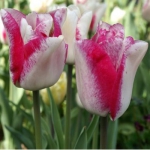 Тюльпан  Mata Hari Триумф (1шт.)