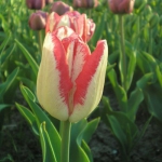 Тюльпан  Mata Hari Триумф (1шт.)
