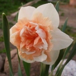 Нарцисс  Flower Surprise