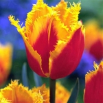 Тюльпан Palmares Бахромчатый (1шт.)