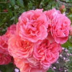 Штамбова троянда Рожева Мерлін (1шт.)