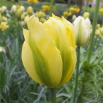 Тюльпан  Formosa Виридифлора (1шт.)