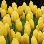 Тюльпан  Kikomachi триумф (1шт.)