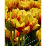 Тюльпан  Monsella  махровый (1шт.)