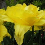 Тюльпан  Monte Carlo махровий цибулина (1шт.)