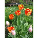 Тюльпан  Banja Luka триумф (1шт.)