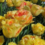 Тюльпан  VAYA CONDIOS  махр+бахромч (1шт.)