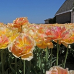 Тюльпан  VAYA CONDIOS  махр+бахромч (1шт.)