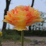 Тюльпан  VAYA CONDIOS  махр+бахромч (1шт.)