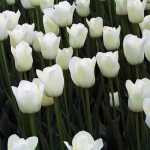 Тюльпан  White Dream Триумф (1шт.)
