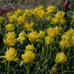 Тюльпан  Yellow Spider лілієв (1шт.)