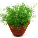 Укроп кустовой Салют (1шт.)