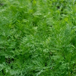 Укроп кустовой Салют (1шт.)