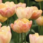 Тюльпан  Creme Upstar  махровый луковица (1шт.)