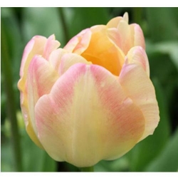 Тюльпан  Creme Upstar  махровый луковица (1шт.)