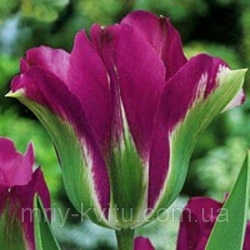 Тюльпан  Violet Bird виридифлора (1шт.)